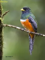 Trogon aurantiiventris